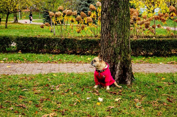 Stratégies innovantes pour aider les professionnels de la santé à maîtriser les complications des infections émergentes